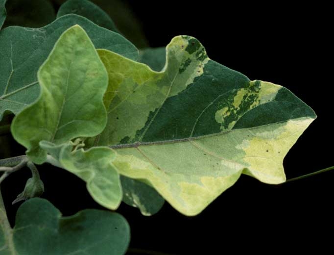 Other genetic abnormalities on eggplant : <b>chimera</b>.