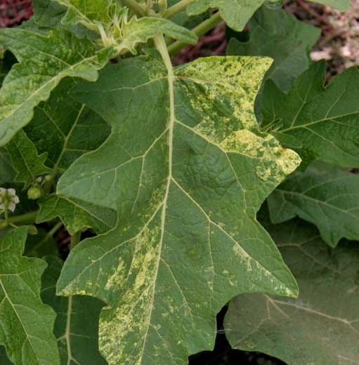 <b> Genetic anomaly </b> on eggplant.