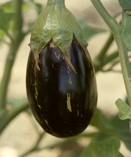 <b>Thrips</b> on eggplant.