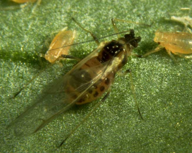 The <b> green peach aphid </b>, <i> Myzus persicae </i>, is a globally dispersed and important pest on tomatoes, but also on cucumbers, potatoes and tobacco. Wingless individuals are smaller than adults and vary in color. 
