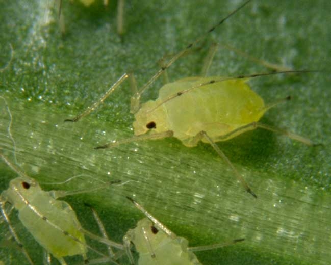 <i> Aulacorthum solani </i>, the <b> foxglove and potato striped aphid </b>, particularly appreciates the latter solanacea but also lettuce, peppers, eggplant and beans.  The adult is green in color, its head and thorax are dark.