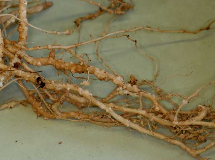 Zucchini roots with strings of galls.  <b> <i> Meloidogyne </i> sp.  </b> (root-knot nematodes, root-knot nematodes)
