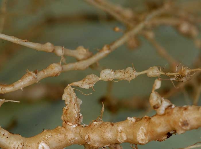 Galls often tend to turn brown and become slightly corky.  <b> <i> Meloidogyne </i> sp.  </b> (root-knot nematodes, root-knot nematodes)