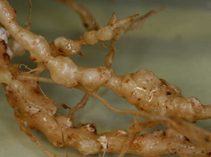 Pearl white string of galls visible on zucchini roots.  <b> <i> Meloidogyne </i> sp.  </b> (root-knot nematodes, root-knot nematodes)