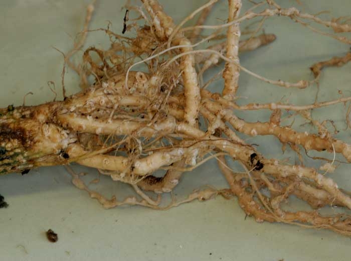 <b> <i> Meloidogyne </i> sp.  </b> (root-knot nematodes, root-knot nematodes) visible on this zucchini root system