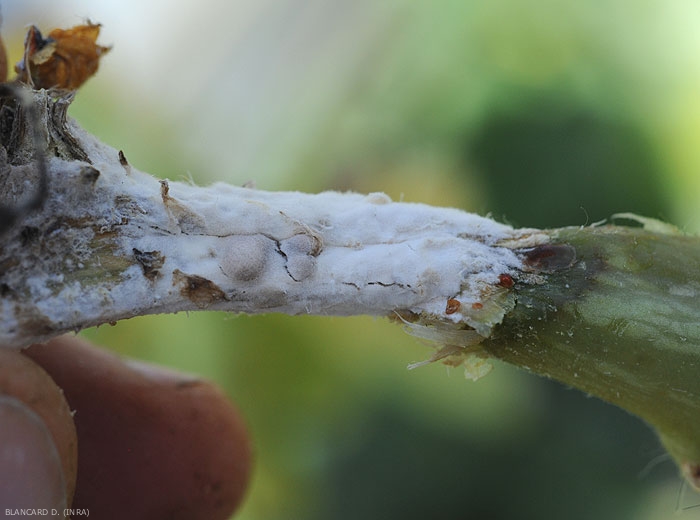 Wet lesion surrounding the stem of a melon stalk.  Note the presence of the white mycelium of the fungus and some rough sclerotia.  <i> <b> Sclerotinia sclerotiorum </b> </i>.  (sclerotinia)