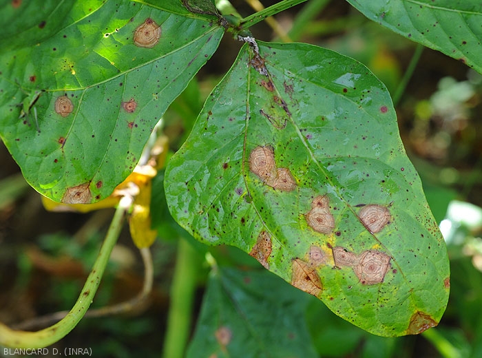 Advanced leaf spots on bean leaves.  They are rather circular, beige to light brown or even reddish brown, and show well-marked concentric patterns.  <i>Corynespora cassiicola</i> (corynesporiosis)