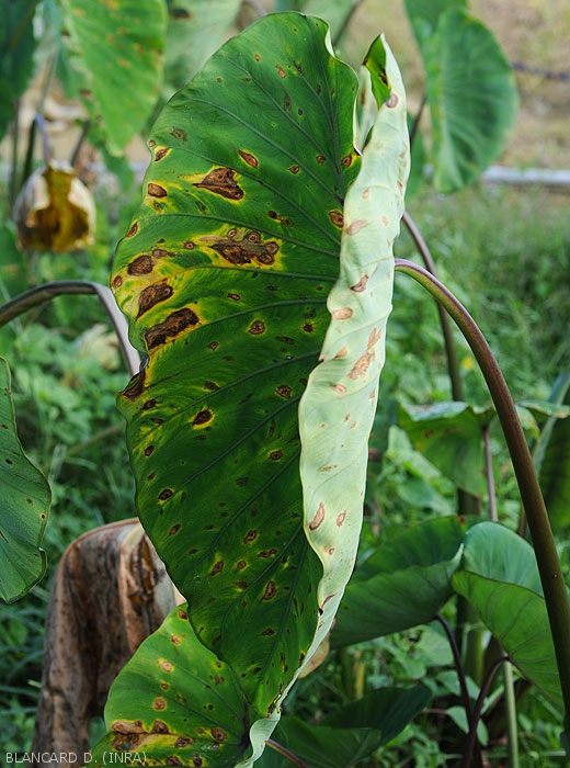 Spots observed on the underside of a taro leaf.  Necrotic and showing concentric patterns;  they are duller and their yellow halo is less visible.  <i>Corynespora cassiicola</i> (corynesporiosis)
