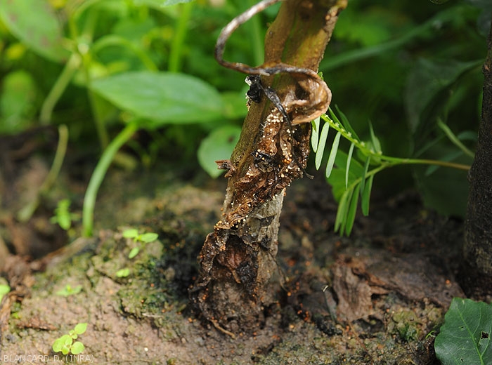 On this rotten pepper leaf near the base of the stem, many white to brown sclerotia have formed.  (<i>Sclerotium rolfsii</i>)