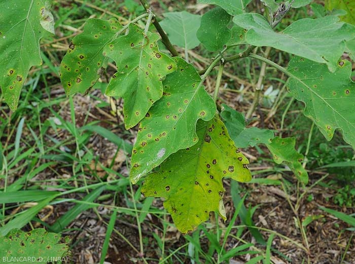 Numerous necrotic spots dot the lower leaves of this eggplant plant.  <i>Cercospora</i> sp.  (cercospora)