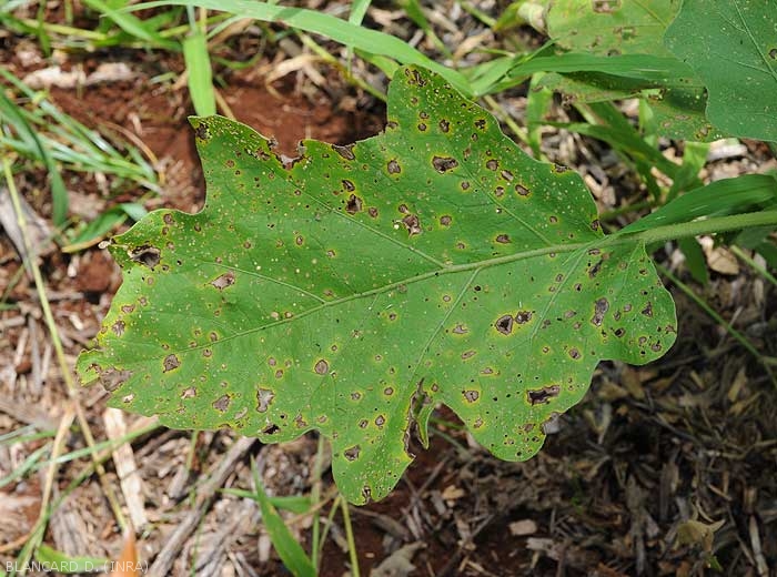 This eggplant leaf is covered in small brown lesions.  <i>Cercospora</i> sp.