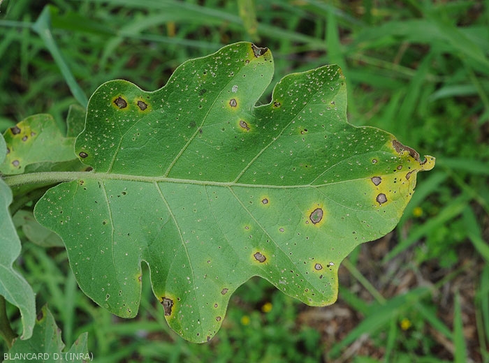 The necrotic spots are rather circular, and have a browner border.  A yellow halo surrounds them, while the decomposed central leaf tissues fall.  <i>Cercospora</i> sp.