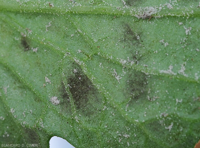Detail of the black sporiferous down forming under the leaf blade of tomato leaflets.  <i>Pseudocercospora fuligena</i> (cercospora leaf spot)
