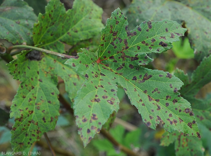 Okra leaf showing different stages of development of lesions on the upper surface of the leaf blade: moist and dark, then chlorotic and finally necrotic and reddish brown.  <i>Cercospora</i> sp. 