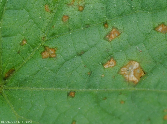 Details of leaf lesions observed on the upper side of the blade on cucumber.  The tissues are more fatty around the periphery of the spots. <i>Corynespora cassiicola</i> (corynesporiosis)