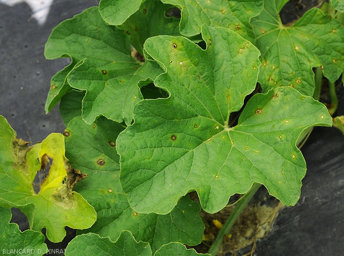 Several incipient spots caused by <i>Myrothecium roridum</i> are clearly visible on this melon leaf.