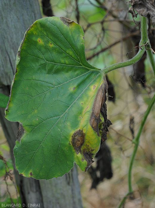 Appearance of lesions caused by <i>Myrothecium roridum</i> on calabash leaf (<i>Lagenaria siceraria</i>)