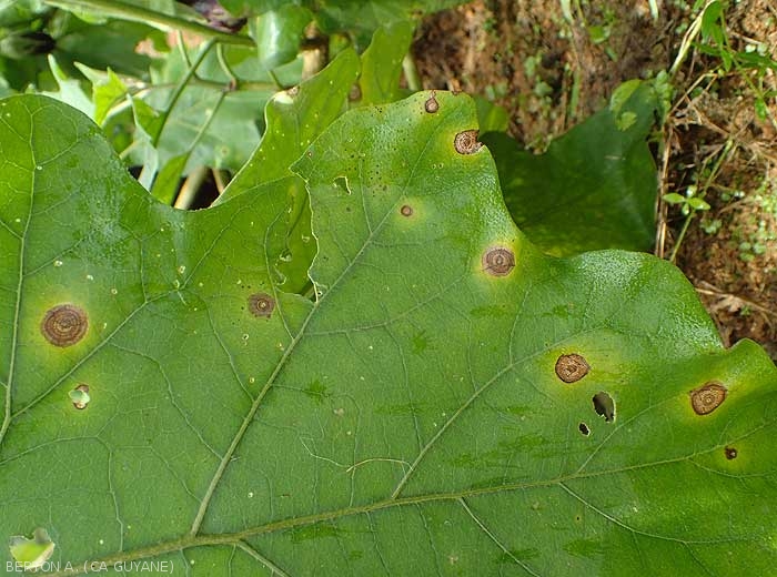 Several circular and brownish spots dot this eggplant leaf.  Concentric patterns are clearly visible, as well as a rather diffuse halo.  <i>Myrothecium roridum</i>