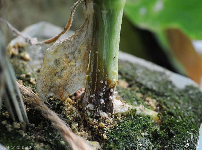 A moist, reddish-brown to blackish lesion "strangles" the lower part of this <i>Didymella bryoniae</i> cucumber stem (gummy stem cankers)