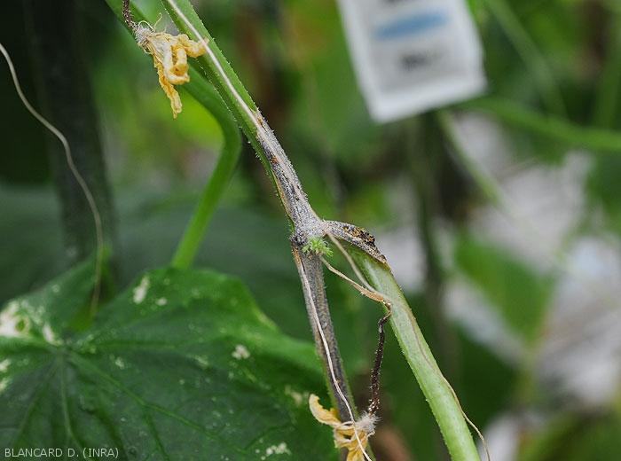 A lesion extending over several centimeters surrounds the stem of this cucumber, beige to grayish in color, it is covered with numerous and tiny black globular structures.  <i>Didymella bryoniae</i> (gummy stem cankers)