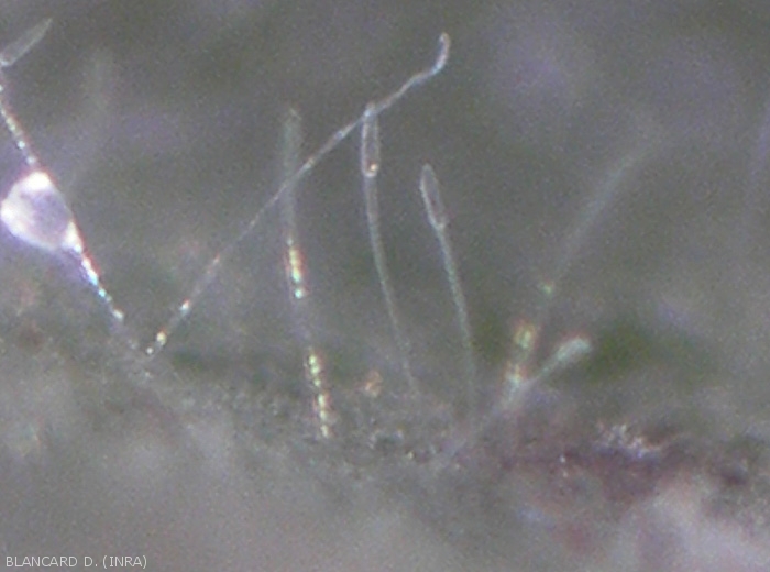 Conidiophores and conidia of <b><i>Leveillula taurica</i></b> observed under binocular microscope.  Oidium (powdery mildew)