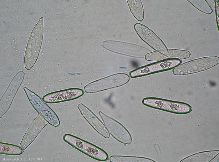 Appearance of various conidia of <b><i>Leveillula taurica</i></b> observed under a light microscope.  The first conidia formed are more or less lanceolate and pointed at their end.  The seconds are more or less ellipsoidal to cylindrical.  Their measurements are variable: 30-80 x 12-22 µm.  (oidium, powdery mildew)