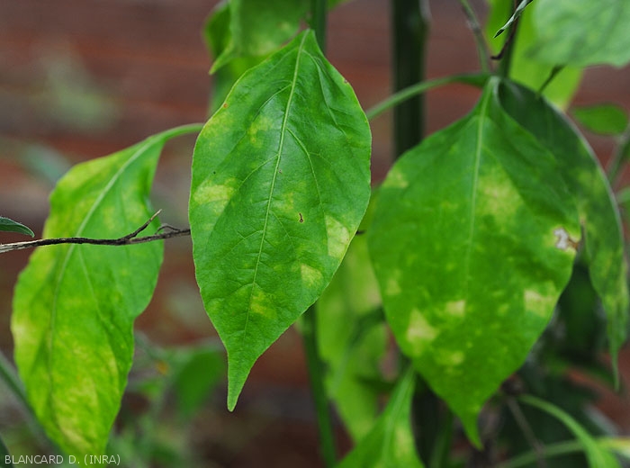 Chlorotic, sometimes angular spots have formed on these pepper leaves.  <b><i>Leveillula taurica</i></b> (internal powdery mildew, powdery mildew)