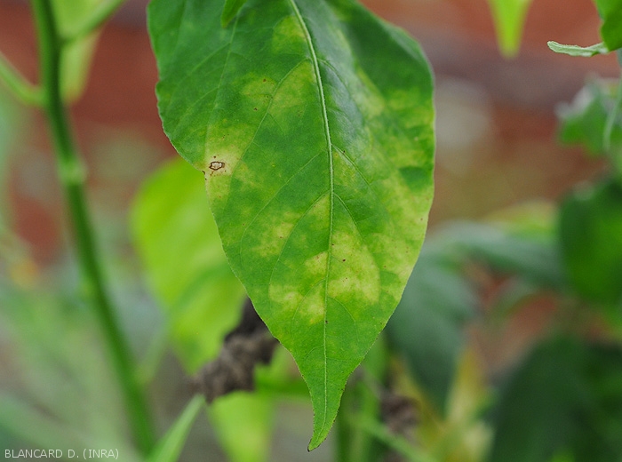 Powdery mildew spots on pepper leaves.  Note which are chlorotic, with diffuse to vein-delimited outlines.  <b><i>Leveillula taurica</i></b> (internal powdery mildew, powdery mildew)