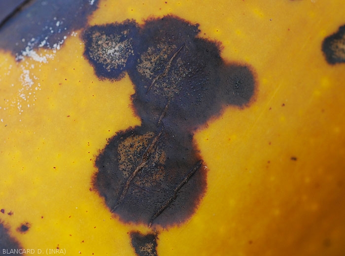 Detail of tiny structures produced by a <i>Colletotrichum</i> sp.  beginning to form on fruit lesions.  (anthracnosis)