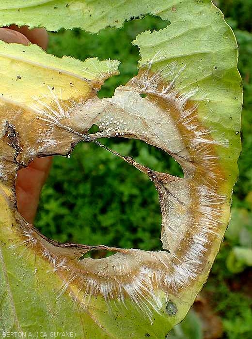 Large wet brown spot on cabbage leaf.  The rotten core tissues have decayed.  White mycelial palmettes surround it and some young sclerotia are forming.  (<i><b>Sclerotium rolfsii</b></i>)