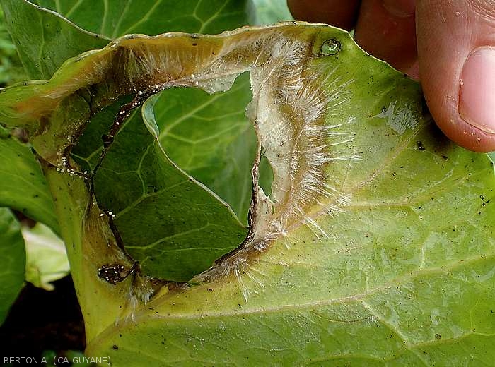 Large wet brown spot on cabbage leaf.  The rotten core tissues have decayed.  White mycelial palmettes surround it and a few sclerotia are visible here and there.  (<b><i>Sclerotium rolfsii</i></b>)