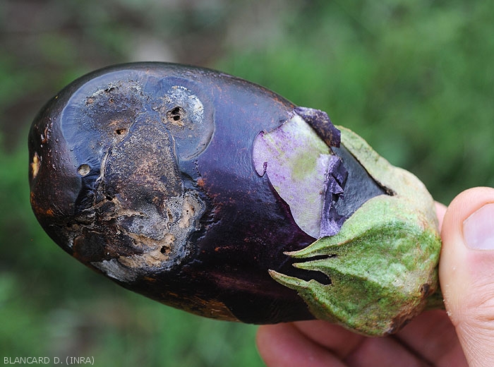 Symptoms caused by <b><i>Phomopsis vexans</i></b> on eggplant fruit.