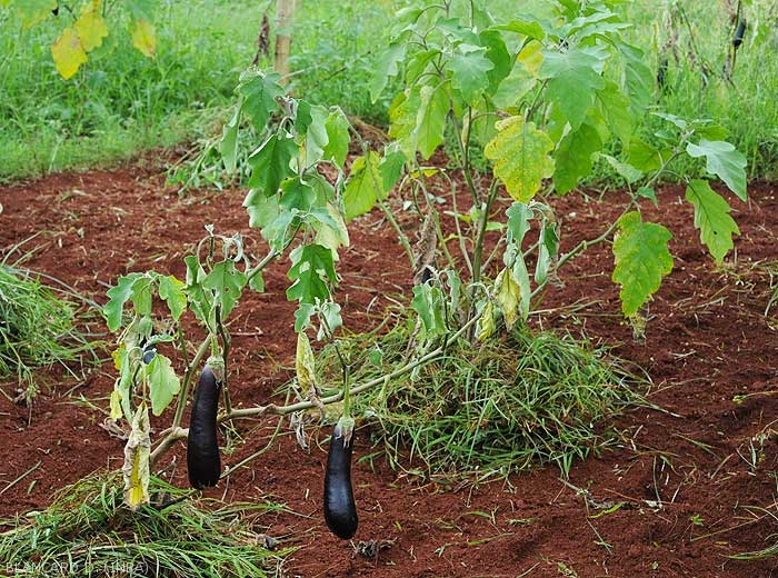 Withering eggplant stalk.  Some leaves turn yellow, wither or even partially dry out.  A dark longitudinal lesion surrounds the stem for several centimeters.  <b><i>Phomopsis vexans</i></b>