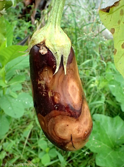 Eggplant showing several large beige to buff lesions.  <b><i>Phomopsis vexans</i></b>