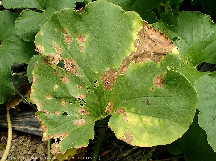 Some spots have converged on this melon leaf.  The altered tissues are decomposed, necrotic and more or less dried out.  <i><b>Myrothecium roridum</b></i>