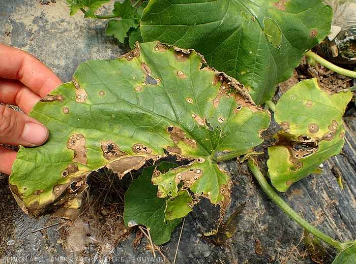 Sectors of the leaf blade of this particularly degraded melon leaf gradually disintegrate.  <i>Myrothecium roridum</i>