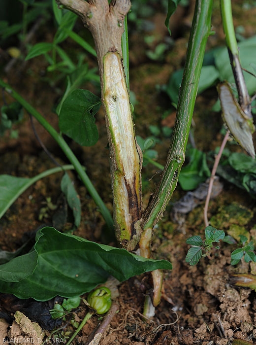 Observed after a longitudinal section, locally the vessels of this pepper plant sometimes appear locally very brown.  <b><i>Ralstonia solanacearum</i></b> (bacterial wilt)