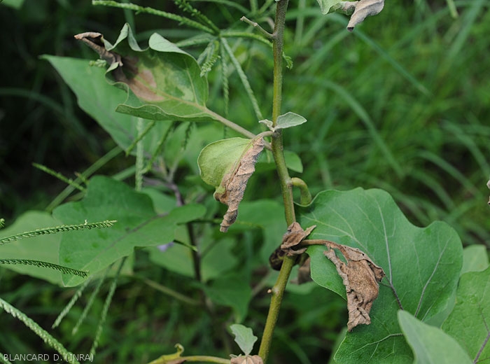 Several eggplant leaves show more or less advanced sectoral wilting, characteristic of a disease affecting the vessels.  <b><i>Ralstonia solanacearum</i></b> (bacterial wilt)