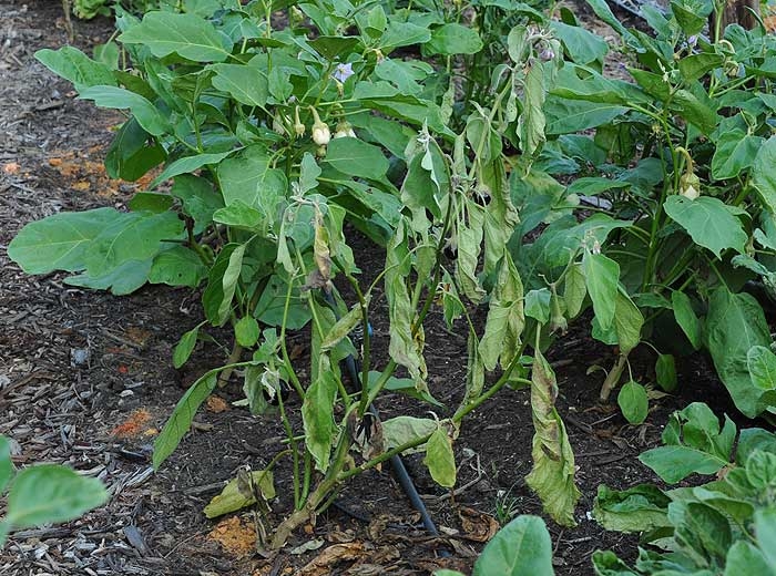 The withering of this eggplant plant is irreversible, many withered leaves have turned yellow and are beginning to dry out.  <b><i>Ralstonia solanacearum</i></b> (bacterial wilt)