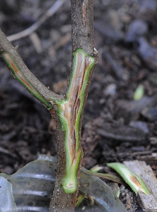 Observed after a longitudinal section, the vessels of aubergine stems invaded by <b><i>Ralstonia solanacearum</i></b> sometimes appear locally very brown.  (bacterial wilt)