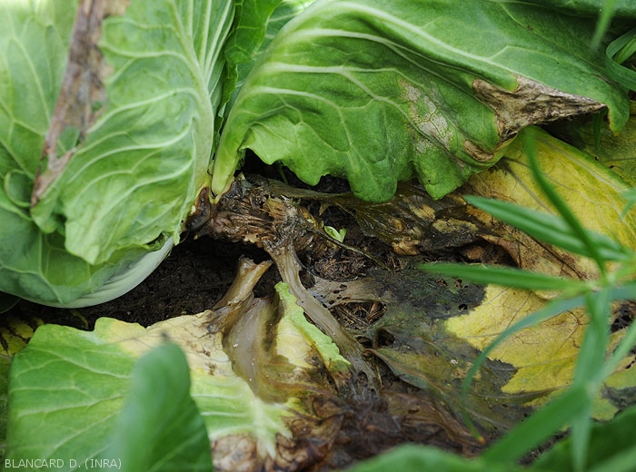 Wet rot caused by the rather old development of <b><i>Pectobacterium carotovorum</i> subsp.  <i>carotovorum</i></b> on collar and lower parts of cabbage leaves.  (bacterial rot, bacterial soft rot)