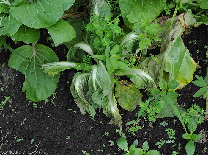 When wet rot caused by <b><i>Pectobacterium carotovorum</i> subsp.  <i>carotovorum</i></b> encircles the collar, the cabbage can wilt suddenly.  (bacterial rot, bacterial soft rot)