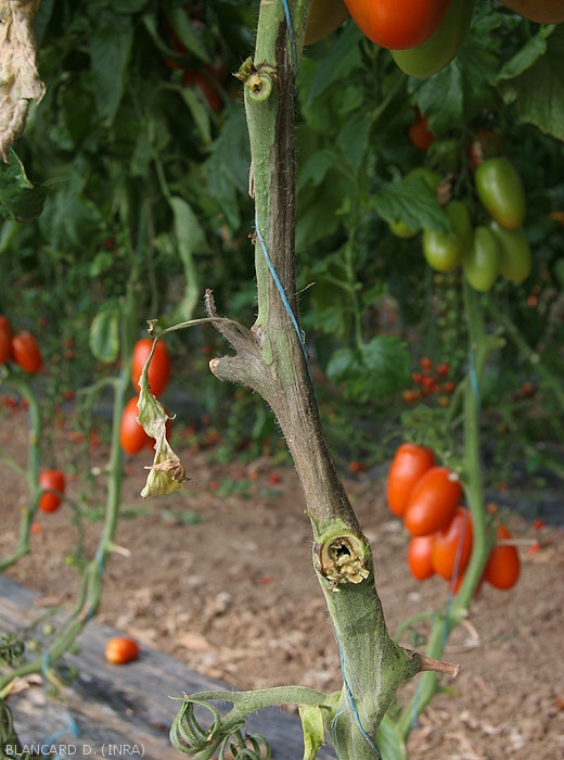 A blackish lesion locally encircles the stem of this tomato plant for several centimeters.  <b><i>Pectobacterium carotovorum</i></b>