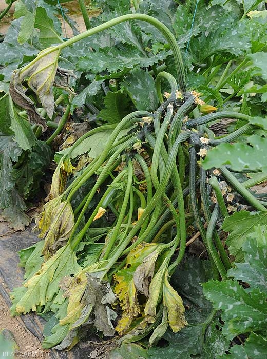 This courgette, whose stem is strongly affected by <b><i>Pectobacterium carotovorum</i> subsp.  <i>carotovorum</i></b>, reveals several chlorotic and withered leaves.  (bacterial rot)
