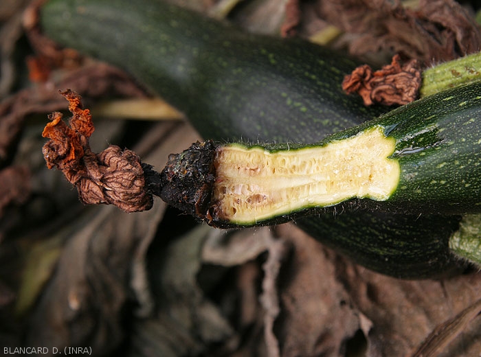 The internal tissues of this zucchini have taken on a brownish tint, cavities have also formed.  <b><i>Pectobacterium carotovorum</i> subsp.  <i>carotovorum</i></b> (bacterial rot)