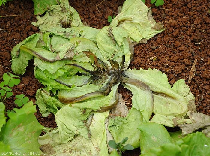 Salad completely collapsed: several leaves are withered or even dried out, and their main vein has blackened.  <b><i>Pectobacterium carotovorum</i> subsp.  <i>carotovorum</i></b> (bacterial rot)