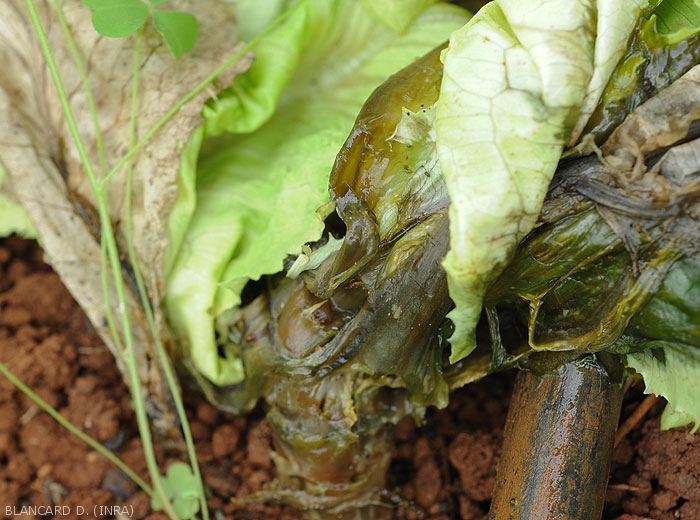 the basal part of this lettuce, collar and lower leaves, is entirely rotten.  the tissues are moist and show a fairly characteristic dark to black coloration.  <b><i>Pectobacterium carotovorum</i> subsp.  <i>carotovorum</i></b> (bacterial rot)