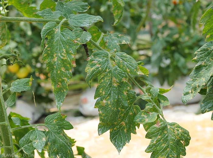 Numerous small beige to brown lesions dot the leaflets of this tomato leaf observed under shelter.  Note the presence of a yellow halo surrounding the lesions.  <i><b>Stemphylium solani</b></i> (stemphyliosis)