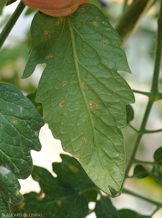 The spots under tomato leaflets are small, brownish and dull, and less marked (under cover).  <i><b>Stemphylium solani</b> </i>(stemphyliosis)