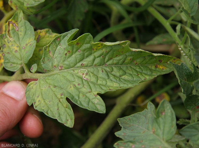 Small, dull brownish lesions on tomato leaflets.  <i><b>Stemphylium solani</b> </i>(stemphyliosis)